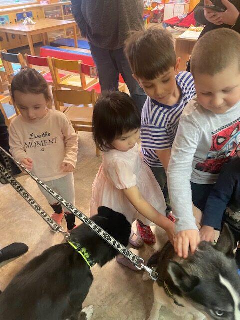 Mašérský pes C (6)