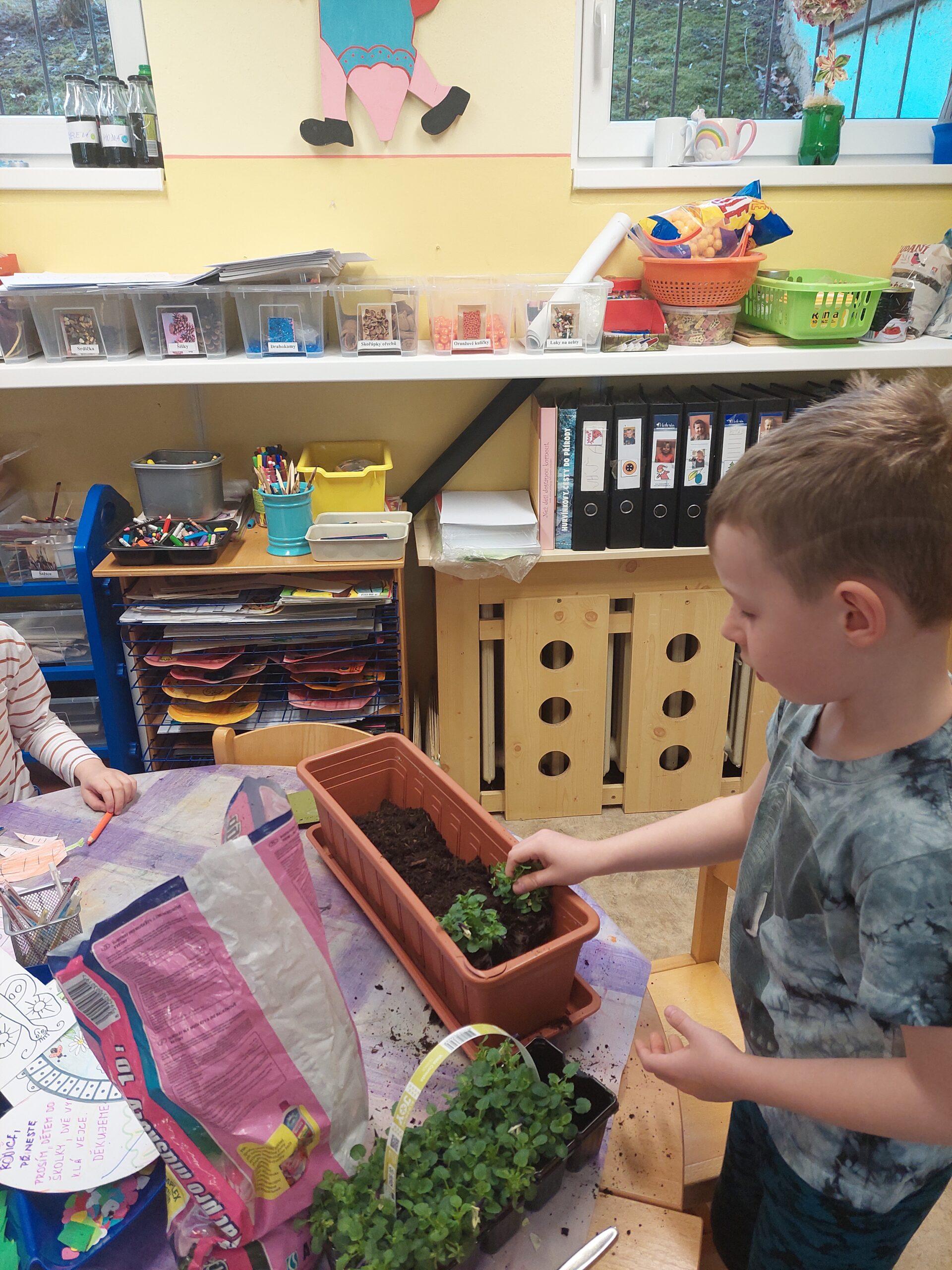příprava zahrádky v truhlíku (7)