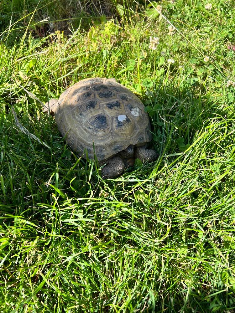 Kuřátka (9)