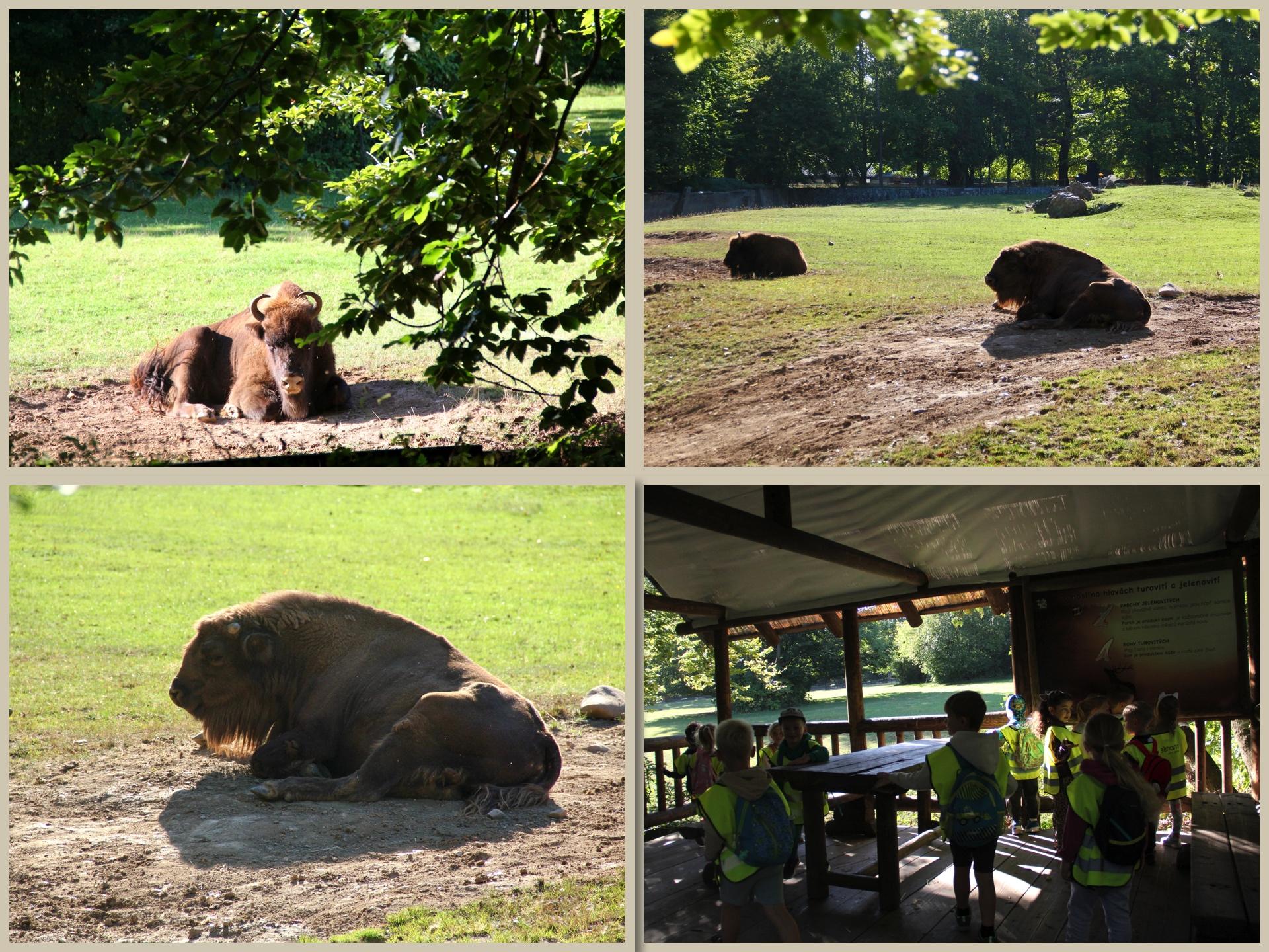 ZOO3