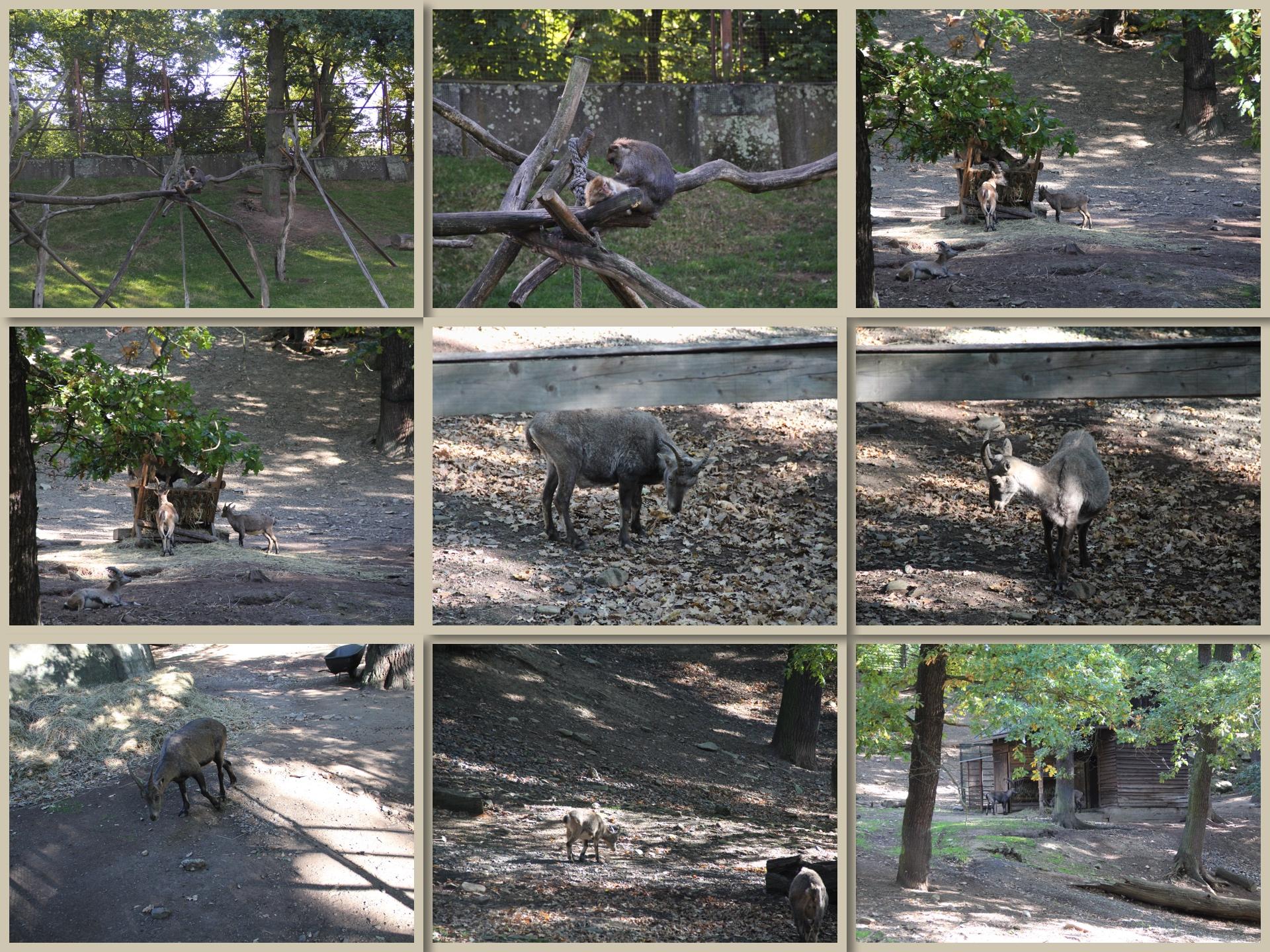 ZOO8