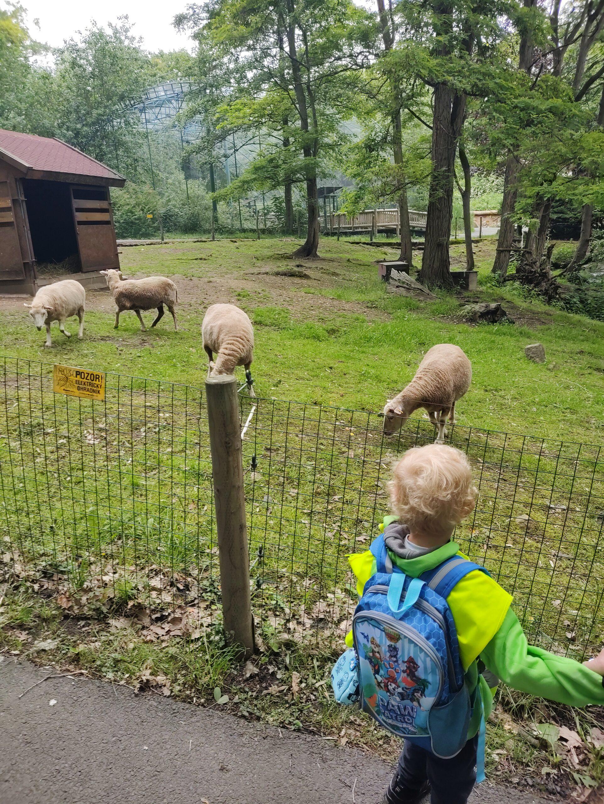 lesopark u žabiček (10)